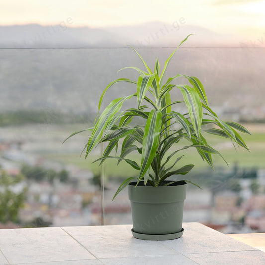 ქოთანი „ბლუმი“ ⌀19/24/29სმ, ცივი მწვანე