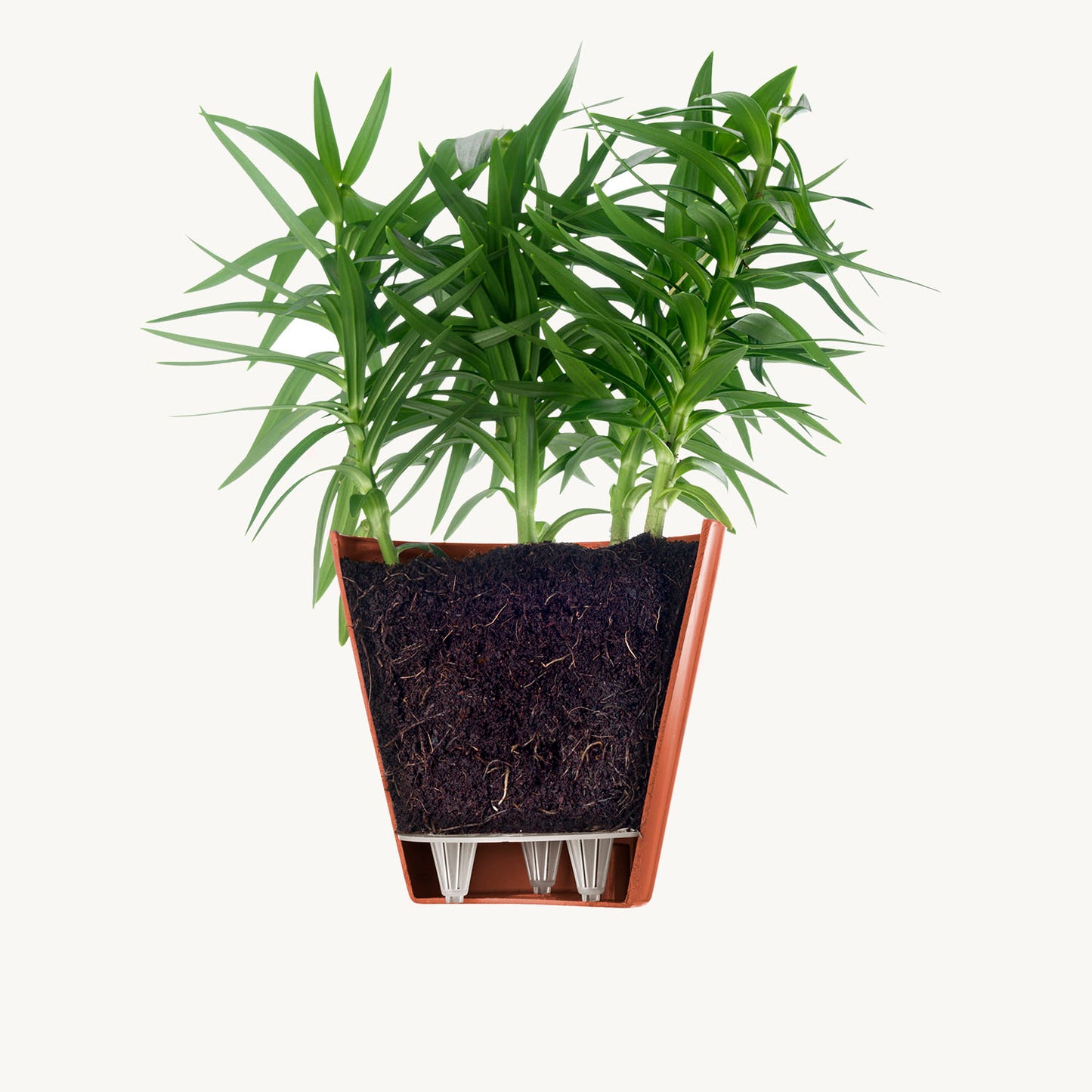 ქოთანი „ესტორილი“ ⌀16სმ, მარჯნისფერი