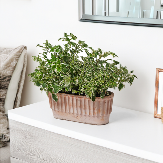 Flowerpot TAORMINA 33cm GALESTRO