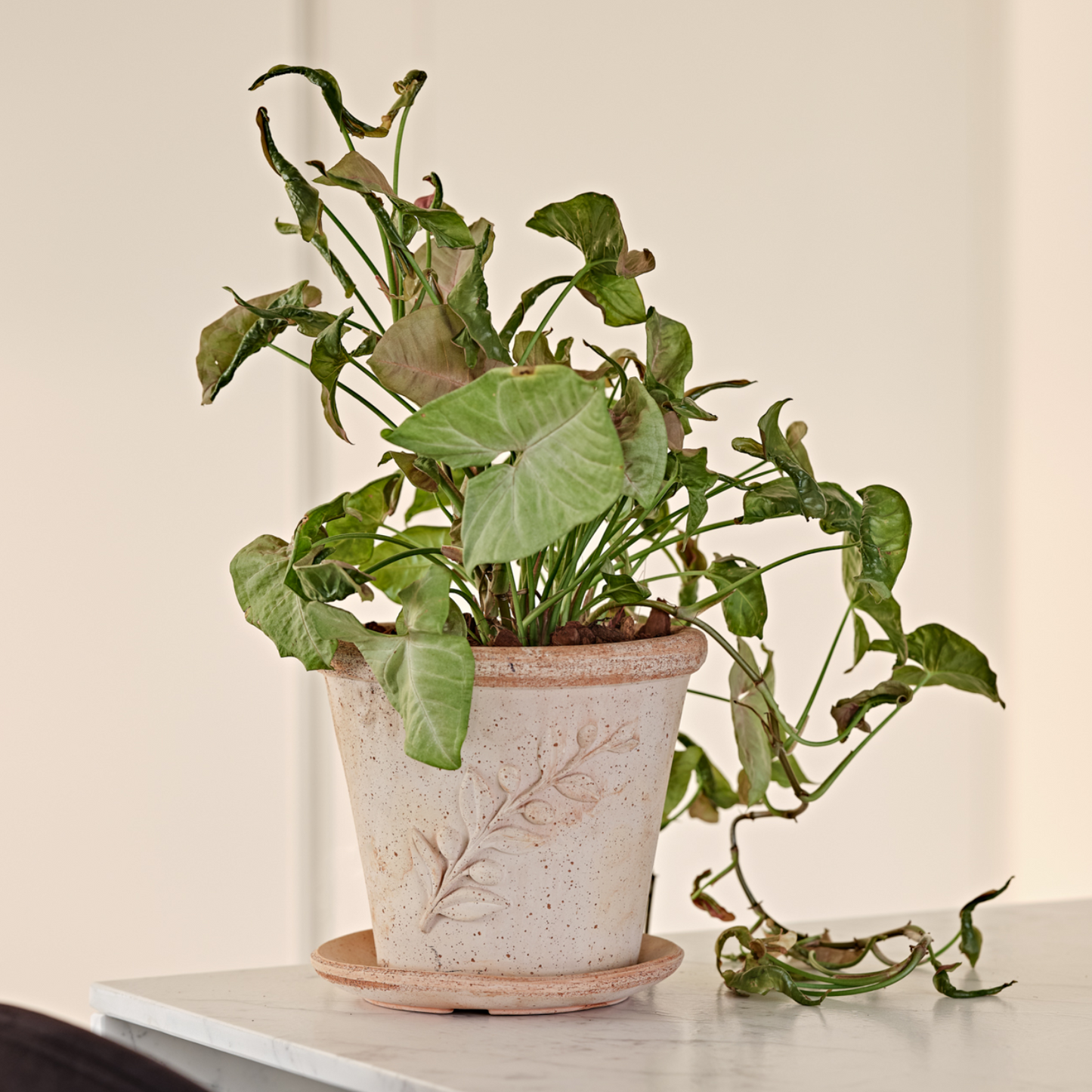 თიხის ქოთნის თეფში „სოტოვაზო როტონდო“ ⌀18/23/26/30სმ, გალესტრო