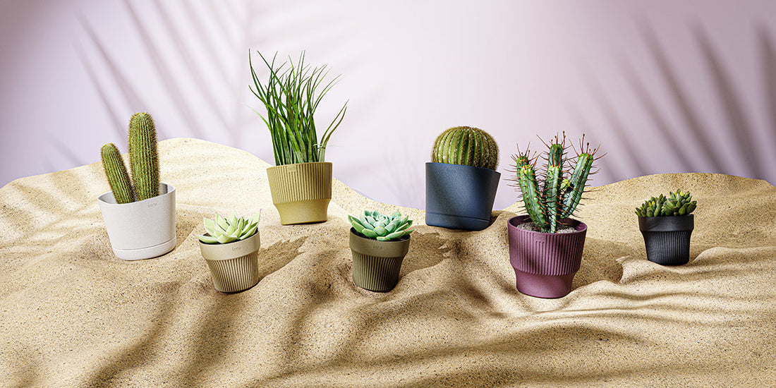 Everything You Need to Know About Cachepots