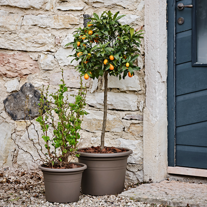 ქოთანი „ბეისიკ რაუნდი“ ⌀60სმ, ღია ყავისფერი