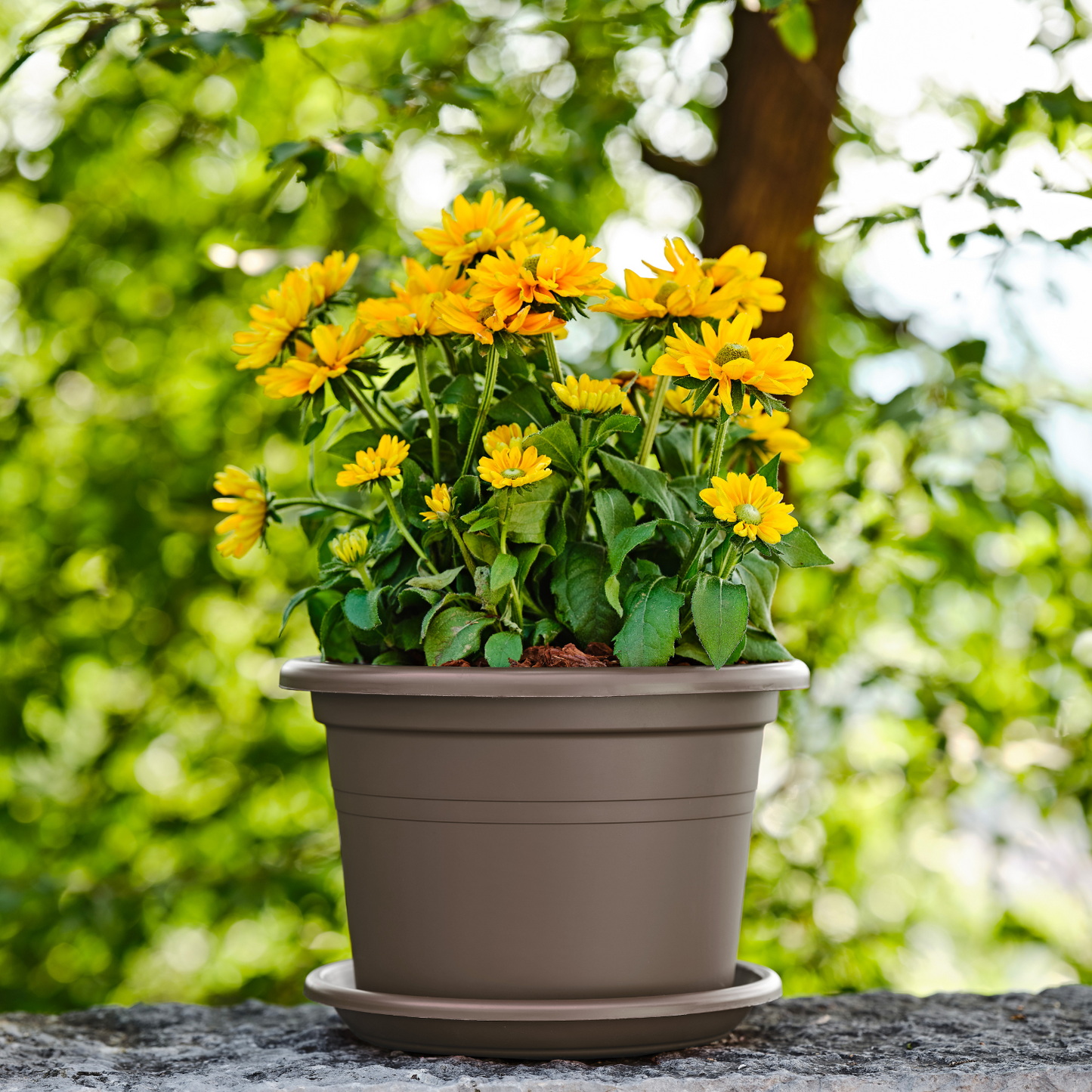 ქოთანი „ბეისიკ რაუნდი“ ⌀60სმ, ღია ყავისფერი