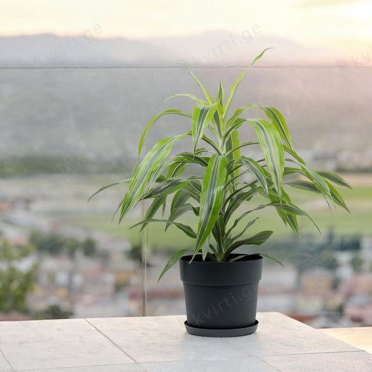 ქოთანი „ბლუმი“ ⌀19/24/29სმ, მუქი ნაცრისფერი