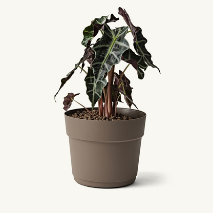 ქოთანი „ბლუმი“ ⌀19/24/29სმ, ღია ყავისფერი