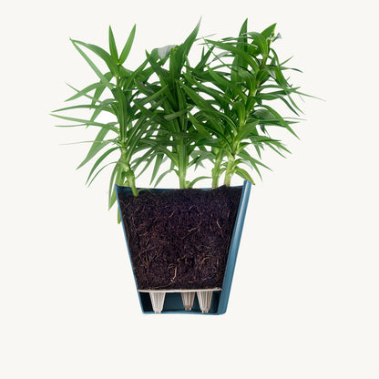 ქოთანი „ესტორილი“ ⌀16სმ, მუქი ფირუზისფერი