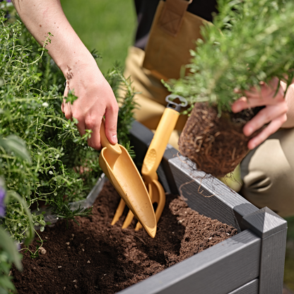 Narrow hand transplanter GAIA (S) CURRY