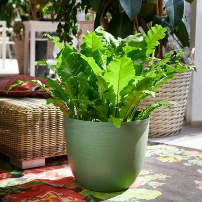 ქოთანი „ოვერი" ⌀28/38/48სმ, ცივი მწვანე