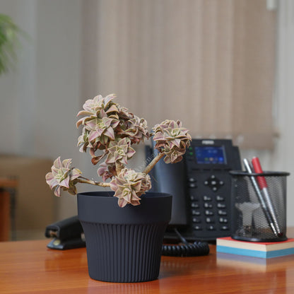 Flowerpot TINY ⌀12cm ASH