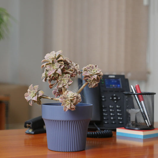 ქოთანი „თაინი“ ⌀12სმ, ლურჯი