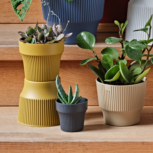 ქოთანი „თაინი“ ⌀12 სმ, მომწვანო ყვითელი