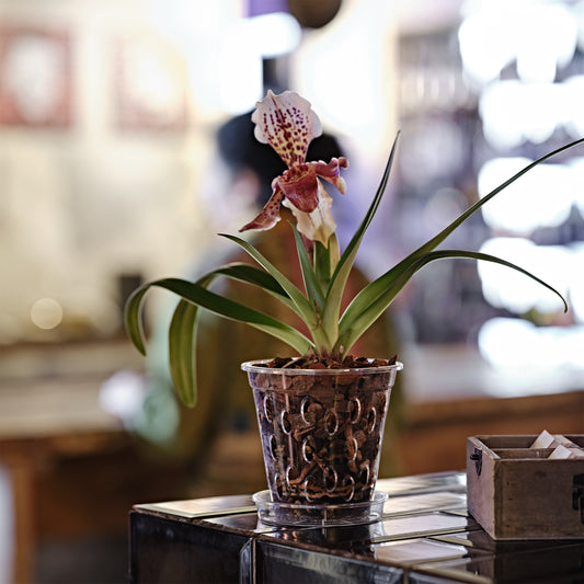 Flowerpot FLORES ⌀14cm CLEAR