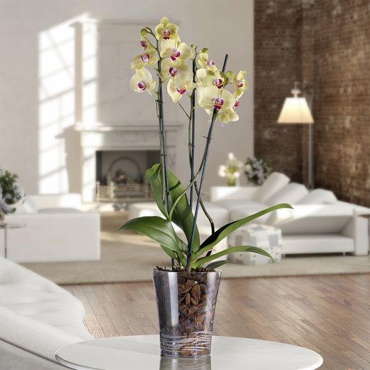 ქოთანი „ორქიდეა“ ⌀14/16სმ, გამჭვირვალე