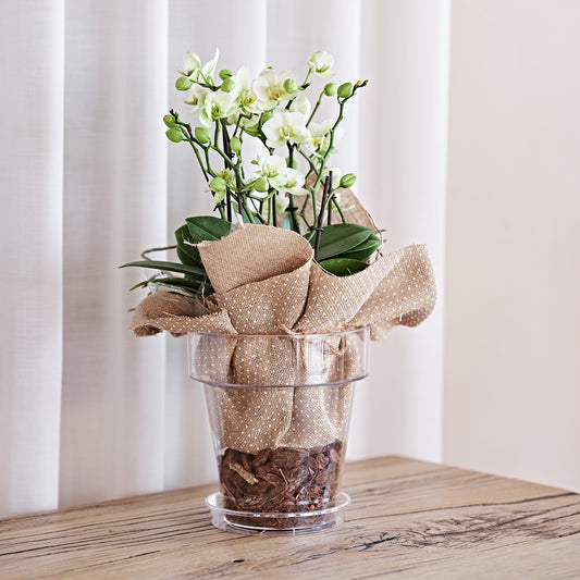 Flowerpot PORTO ⌀14/16cm CLEAR